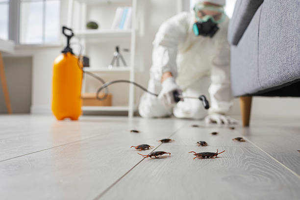 Affordable Termite Control solutions in Mesquite, TX